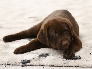 A FETCHING CHOICE FOR CARPET: WHY STAINMASTER® PETPROTECT® CARPET IS PERFECT FOR PETS